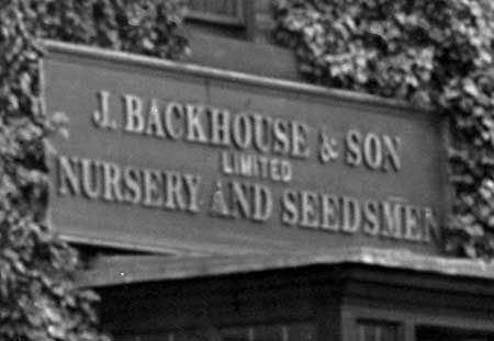 Black-and-white photograph of a sign with raised lettering (reading 'J. Backhouse & Son Limited Nursery and Seedsmen) surrounded by ivy.'