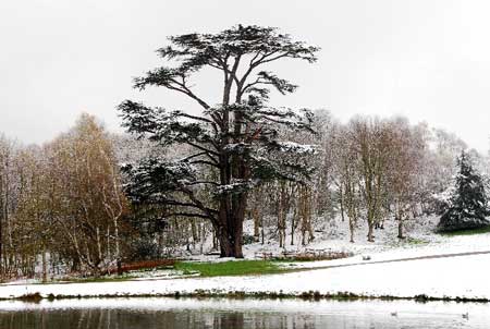 Cedar of Lebanon, Painshill on a snowy day, photographed by Andrew Trimble. Copyright Andrew Trimble.