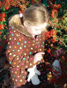 Photograph of a child examining pyracantha berries