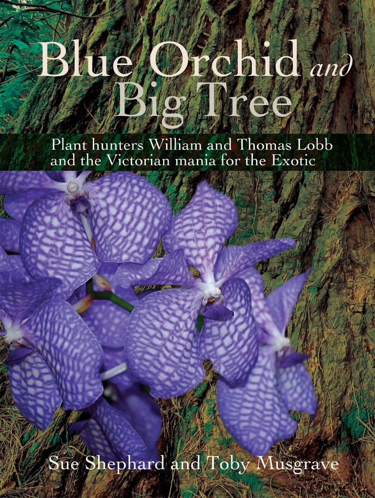 Blue Orchid Big Tree