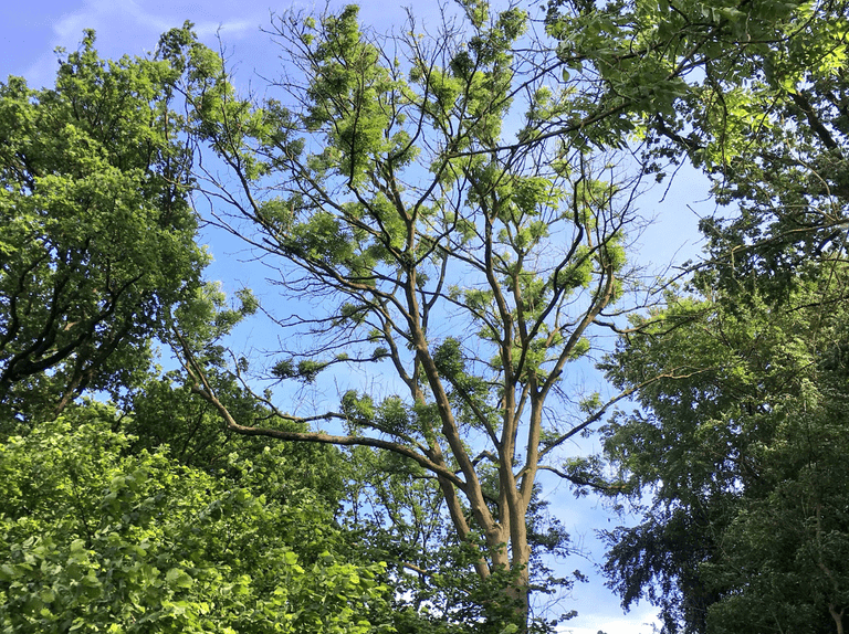 Tree with Ash Dieback picture taken from the ground