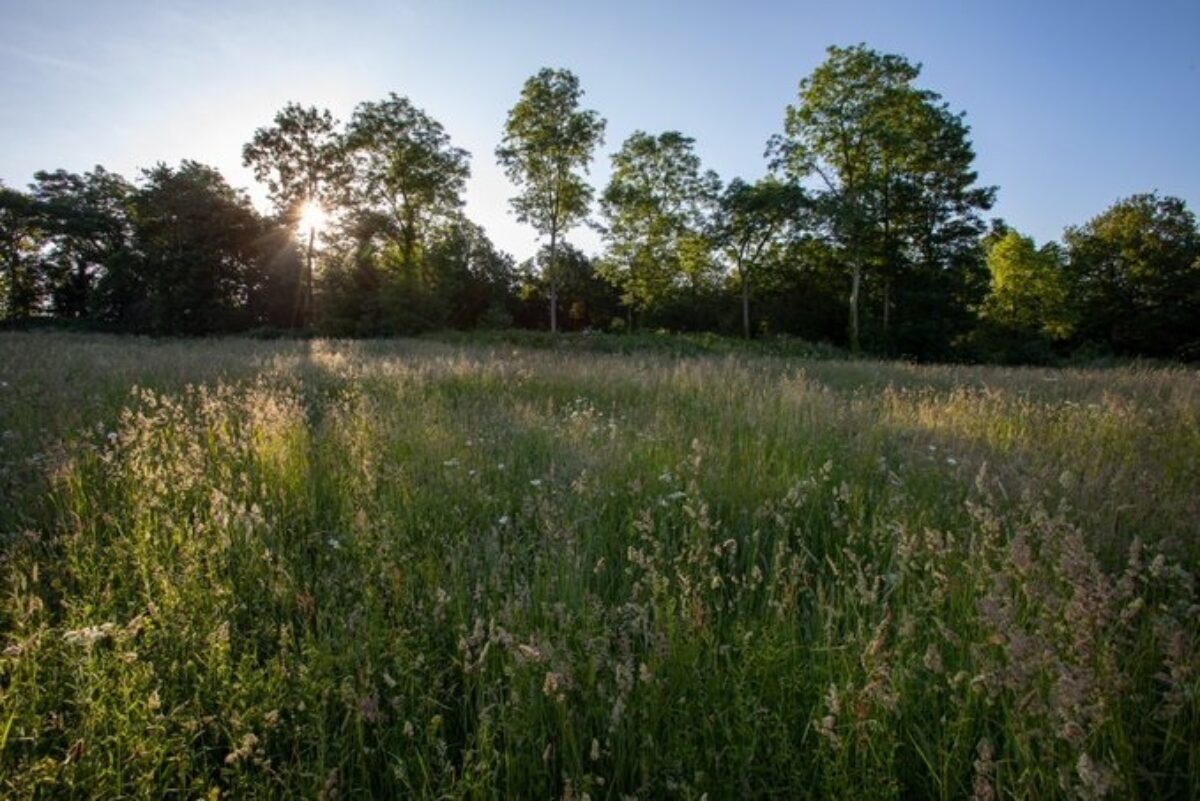 Countryside Hestercombe