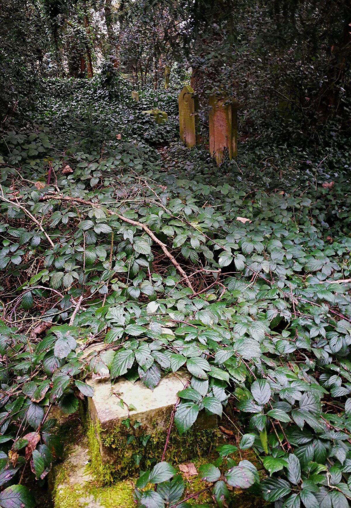 Overgrown area covered with Ivy Old Barnes Cemetery