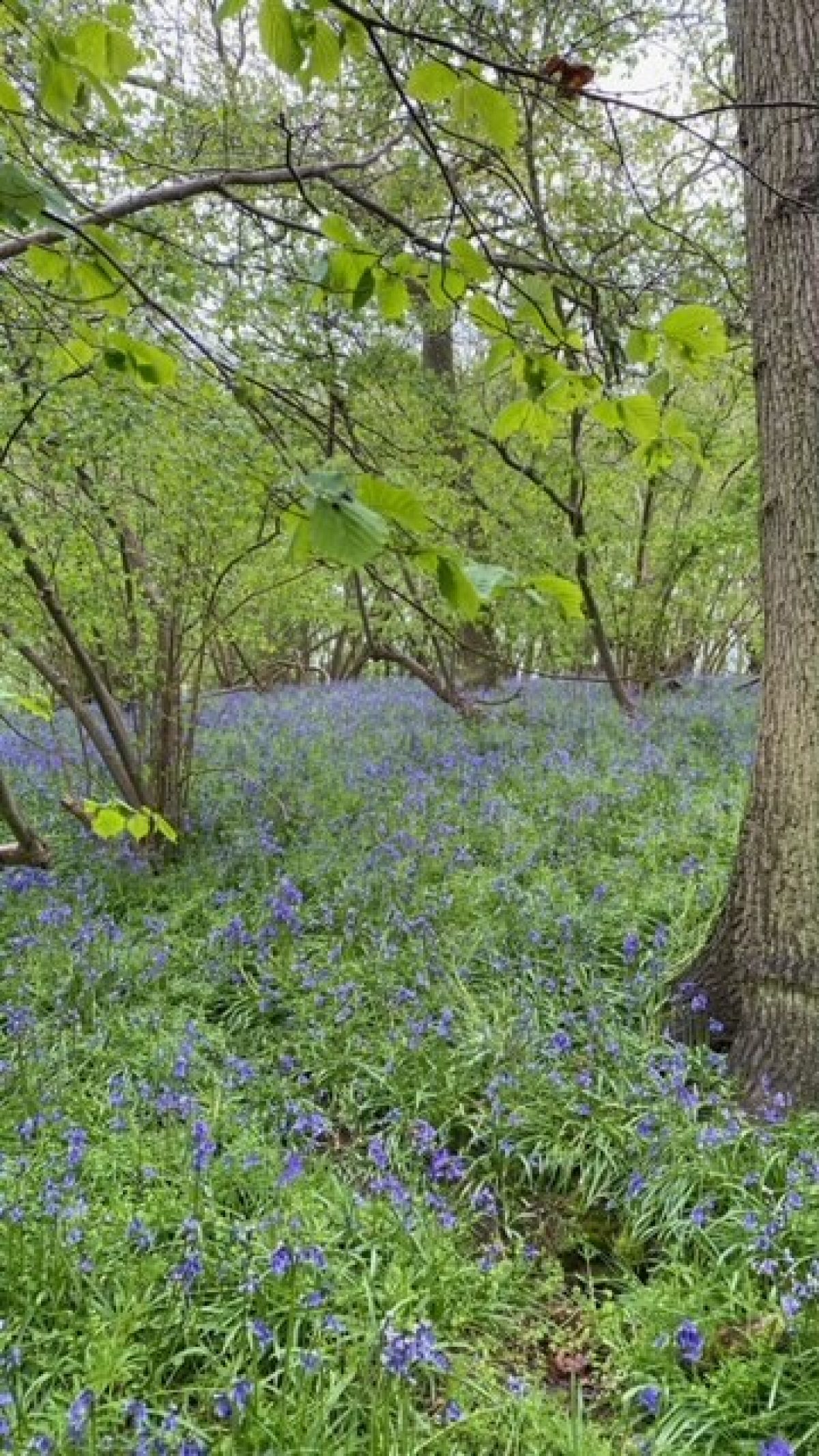 Blakenham woodland gardens bluebell walk