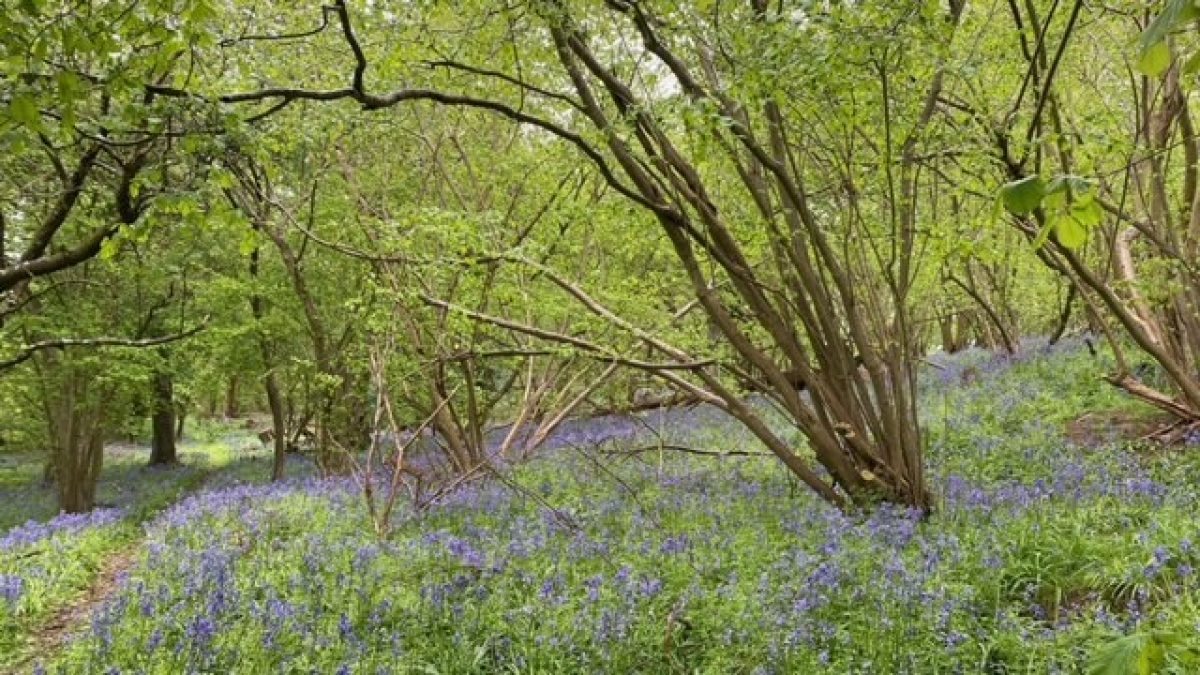 Blakenham woodland gardens bluebells