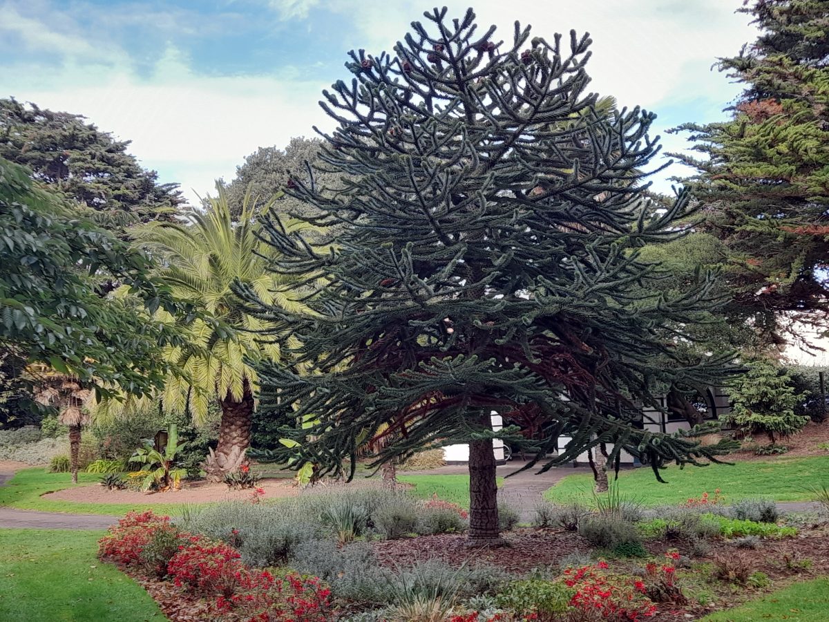 Blenheim Gardens Monkey Puzzle