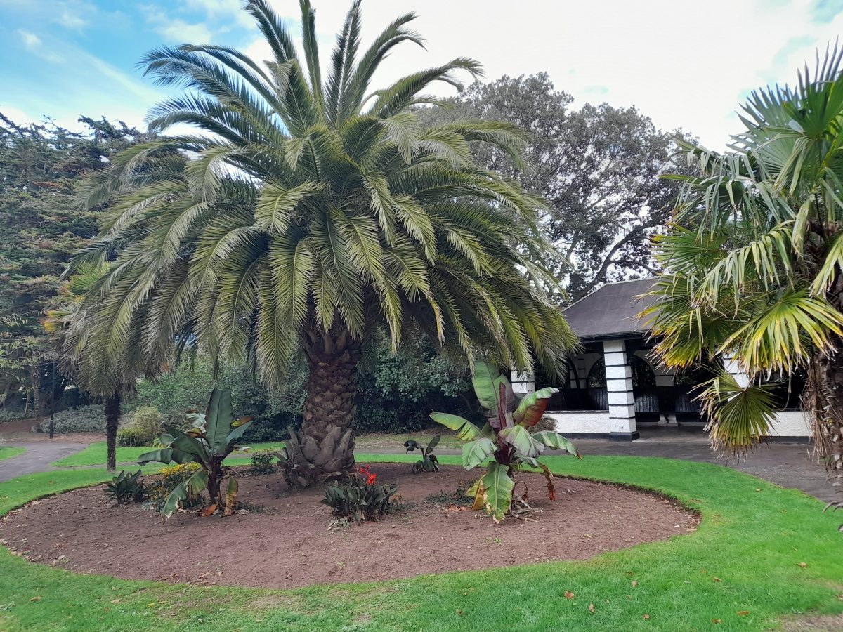 Blenheim Gardens exotic plantings and public shetler