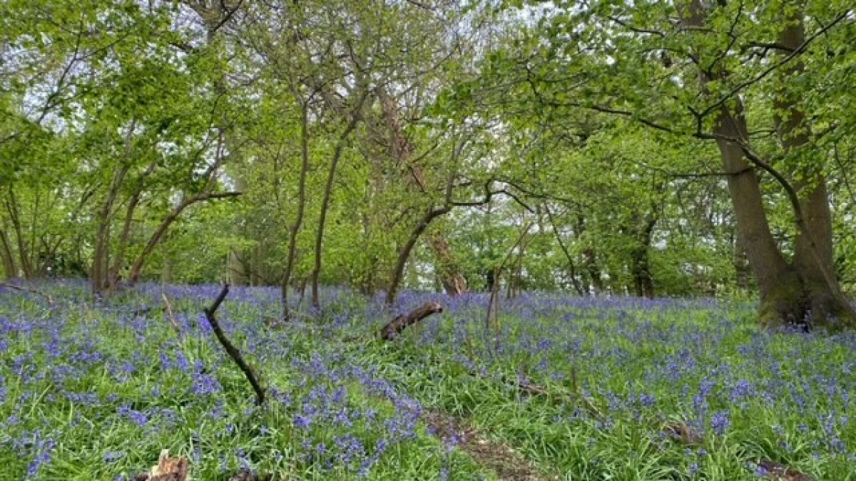 Bluebell walk Blakenham Suffolk