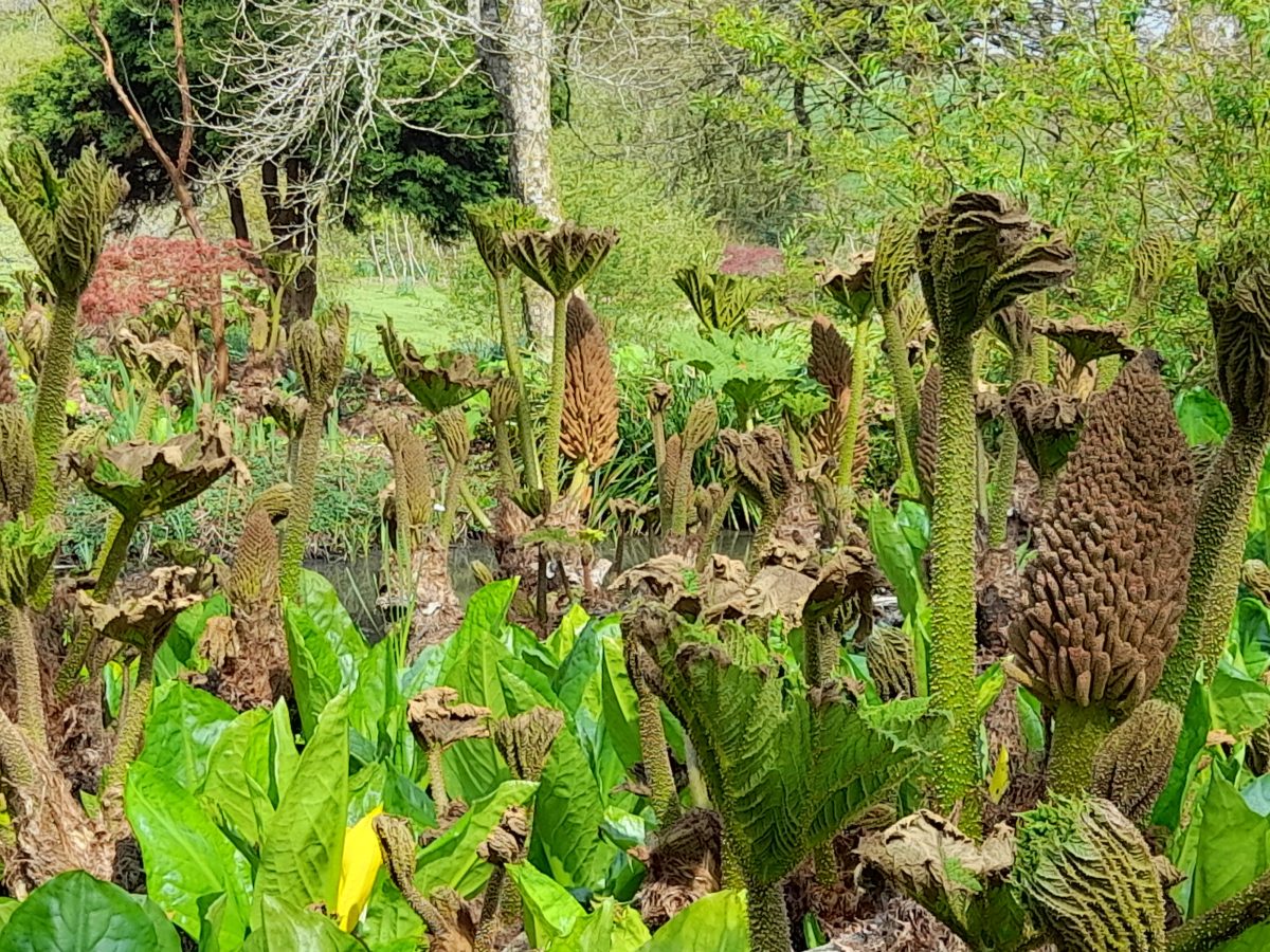 Burrow Farm Bog Garden