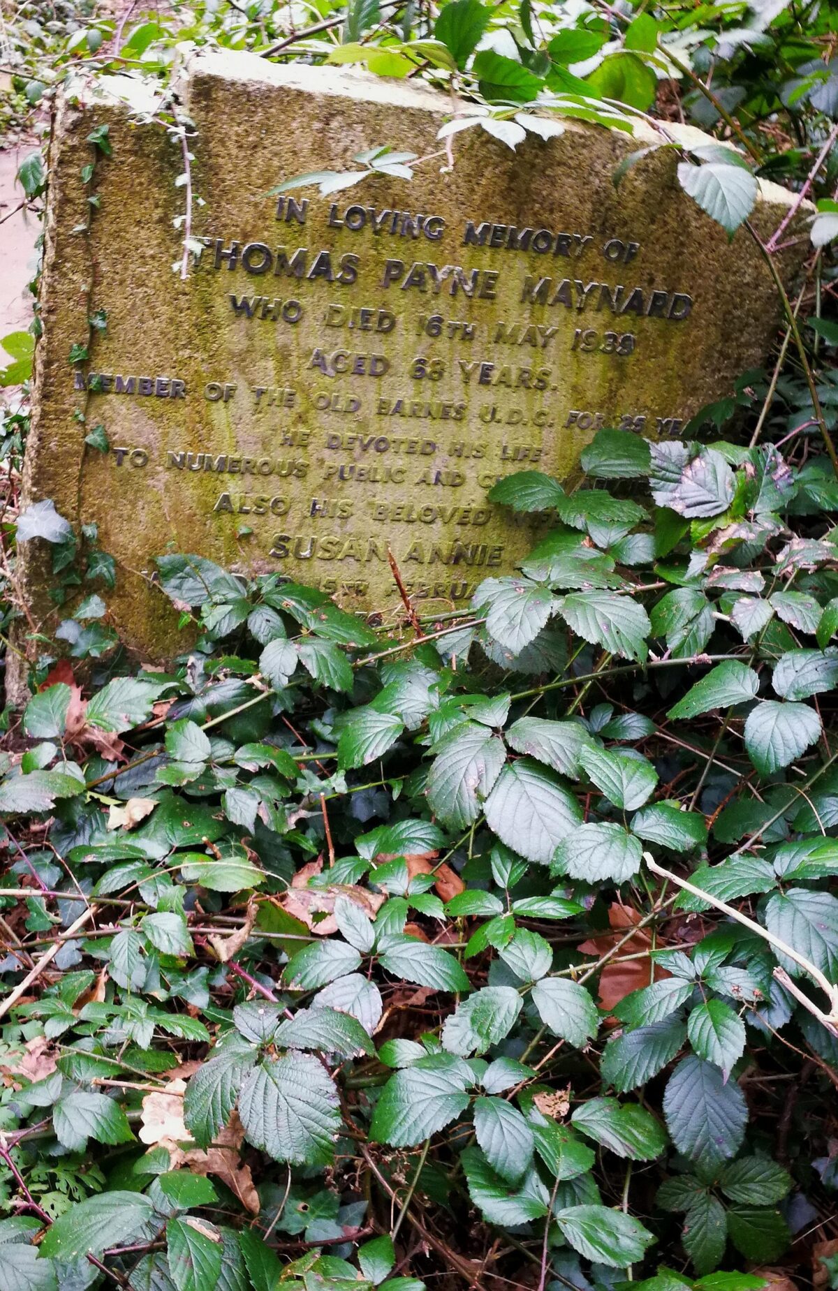 Headstone Thomas Payne Maynard Susan Annie Maynard covered in ivy Old Barnes Cemetery