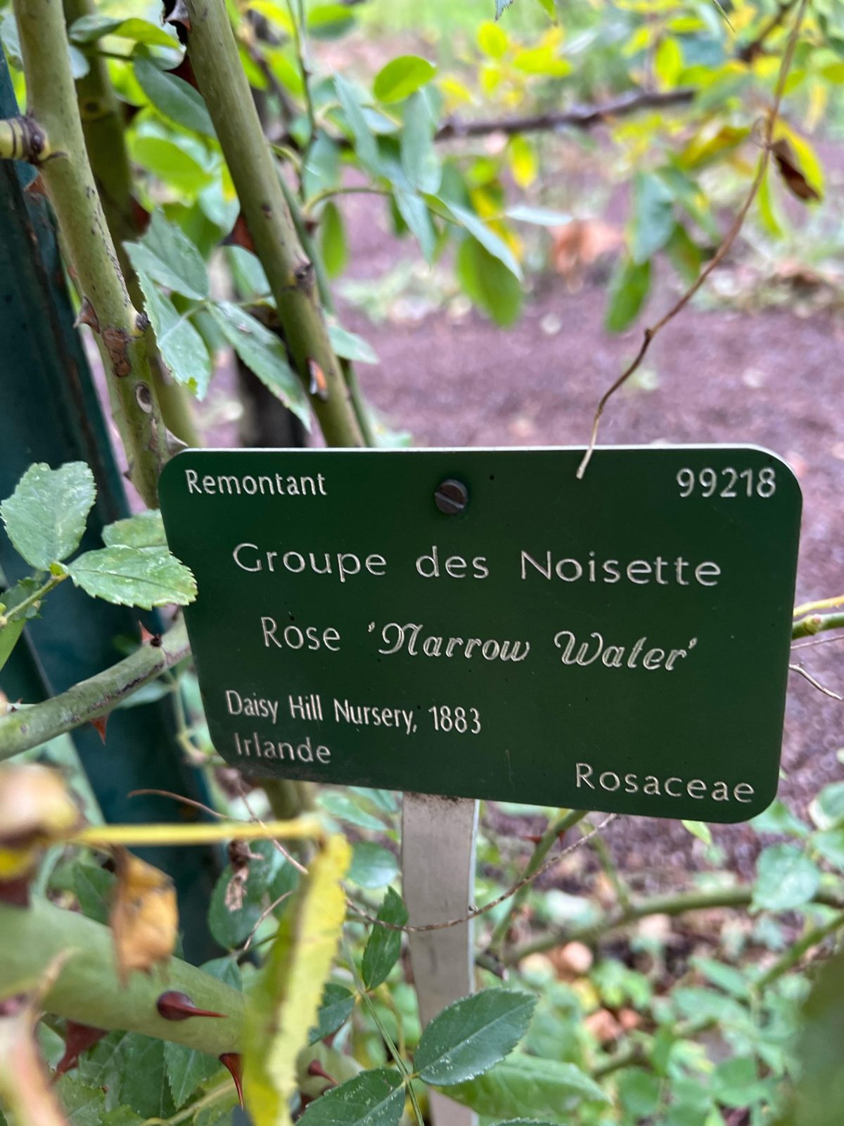 Rose plant label Daisy Hill Nursery