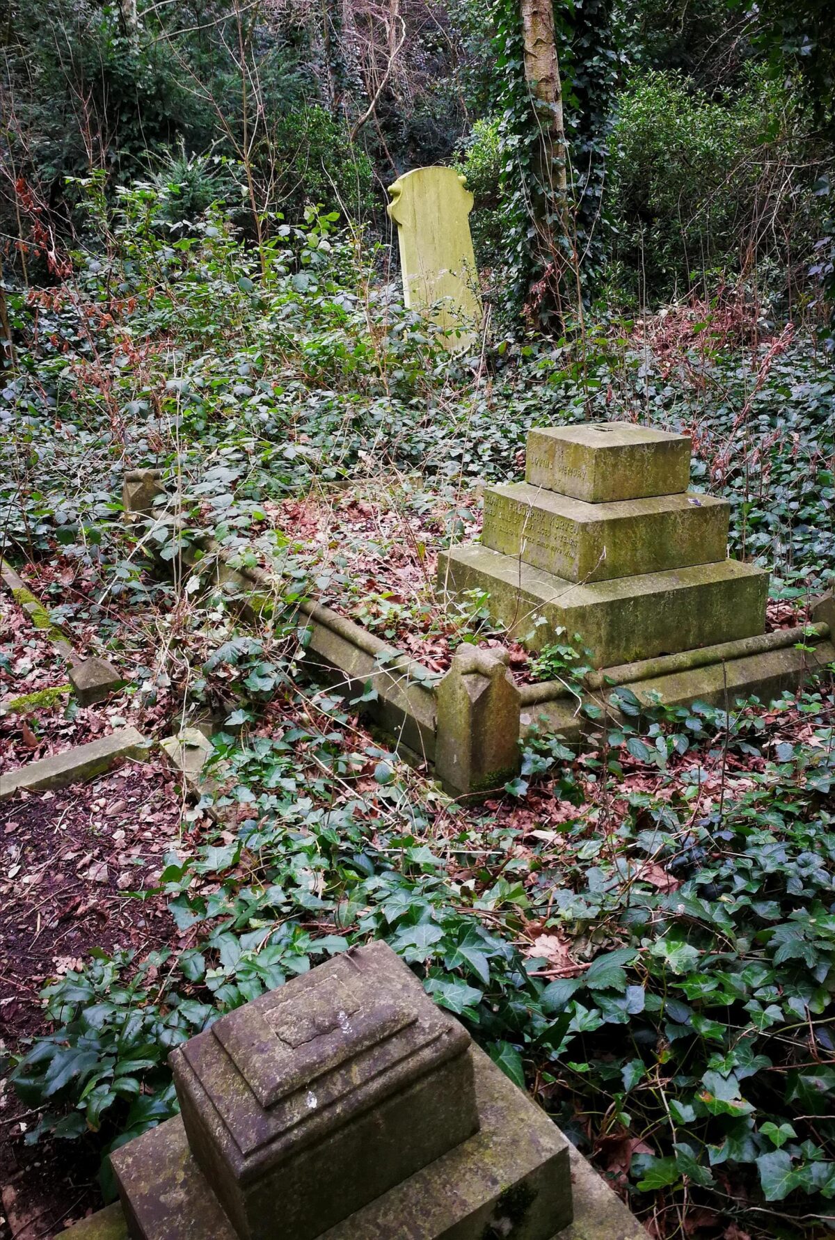 Three graves covered with ivy and leaves Old Barnes Cemetery