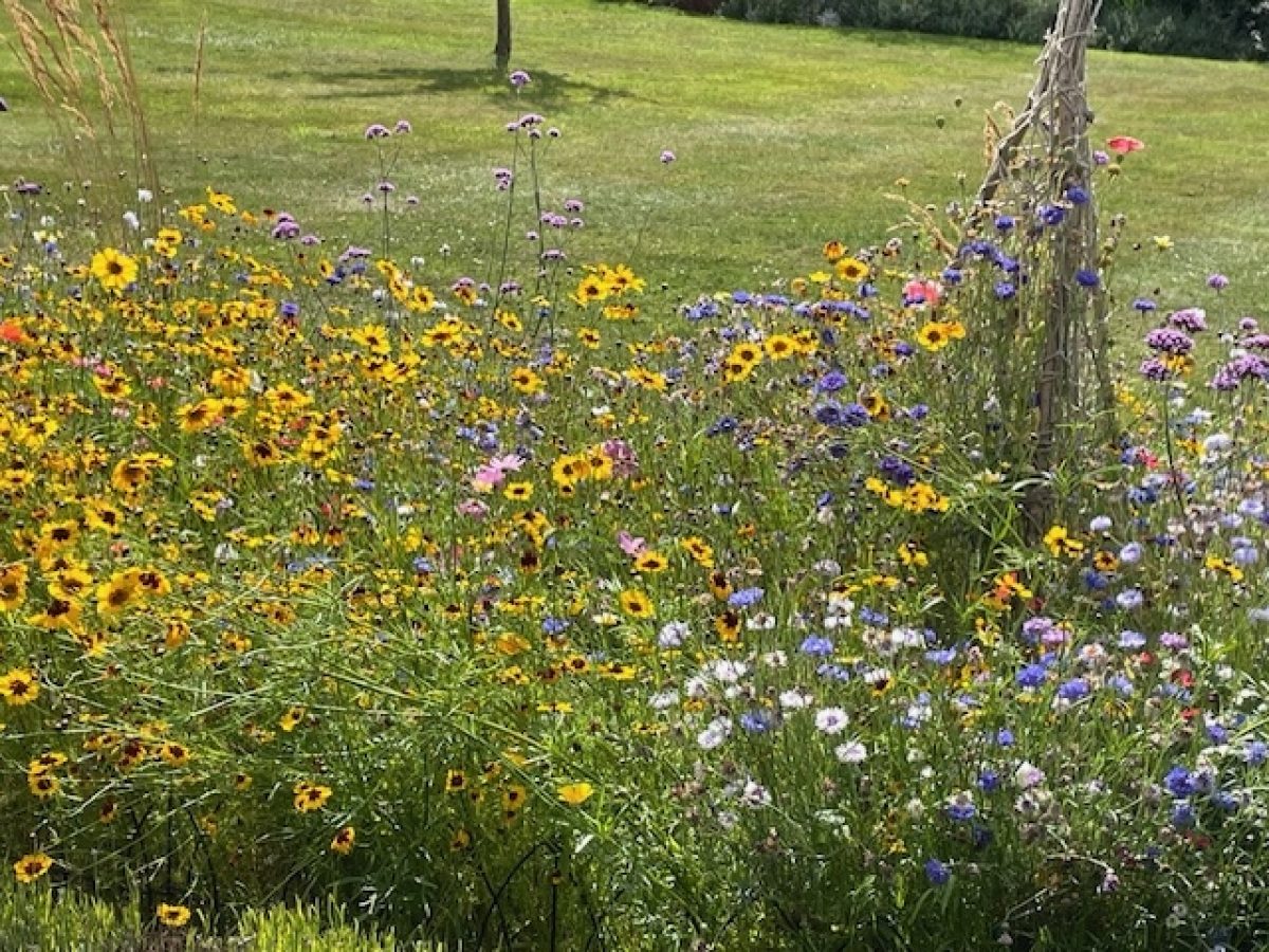 Wildflower garden Clevedon hall 2