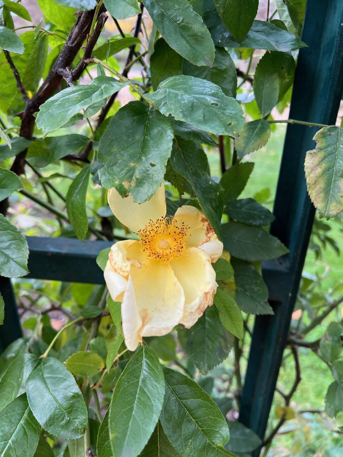 Yellow rose Daisy Hill Nursery