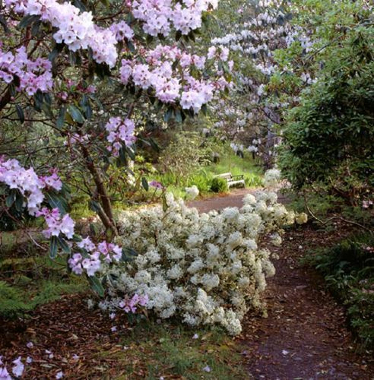 Pgds 20080428 153637 Inverewe 18