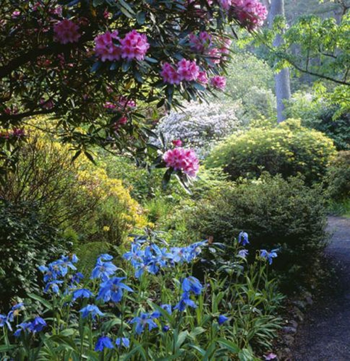 Pgds 20080428 153948 Inverewe 28