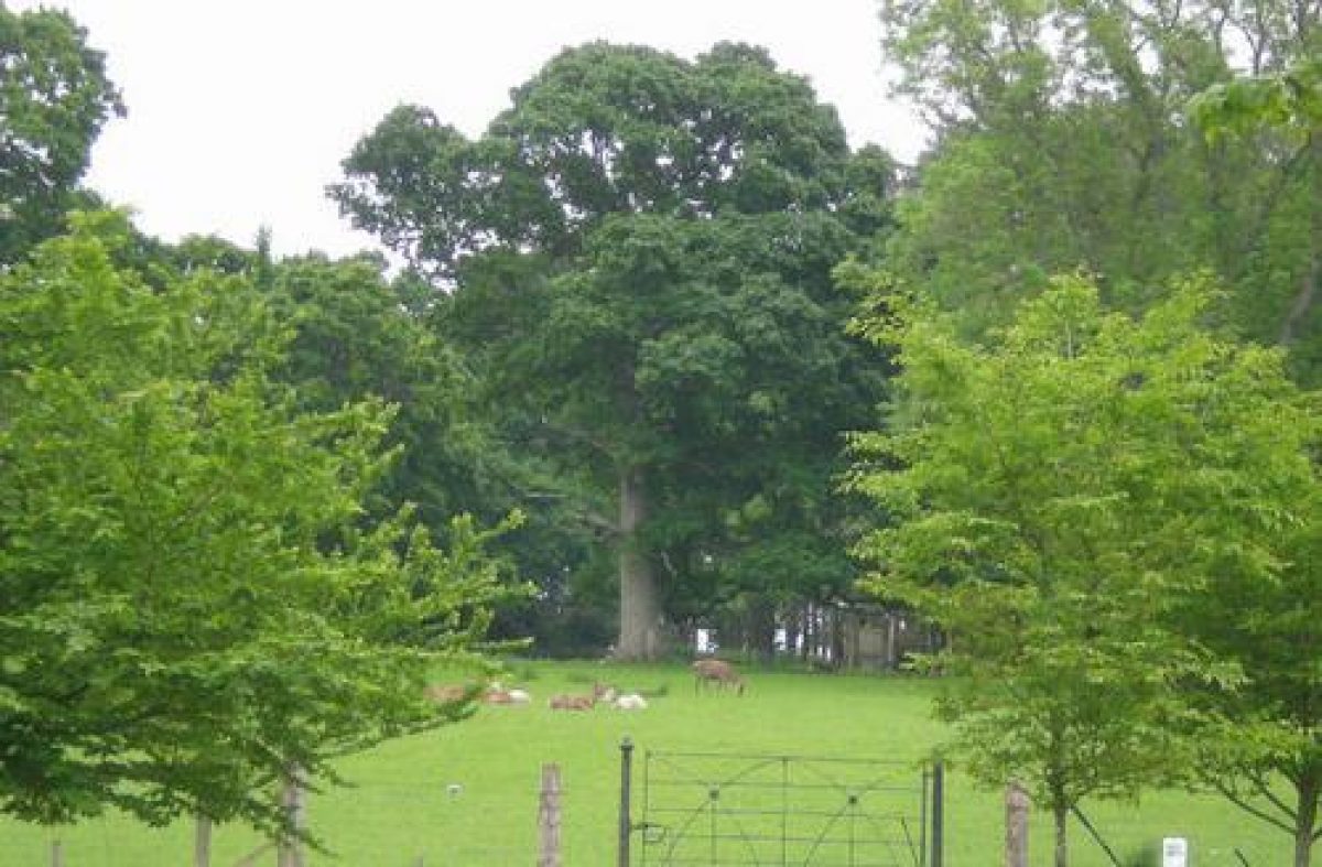 Pgds 20080705 183732 Culzean Castle 8 June 2008 37