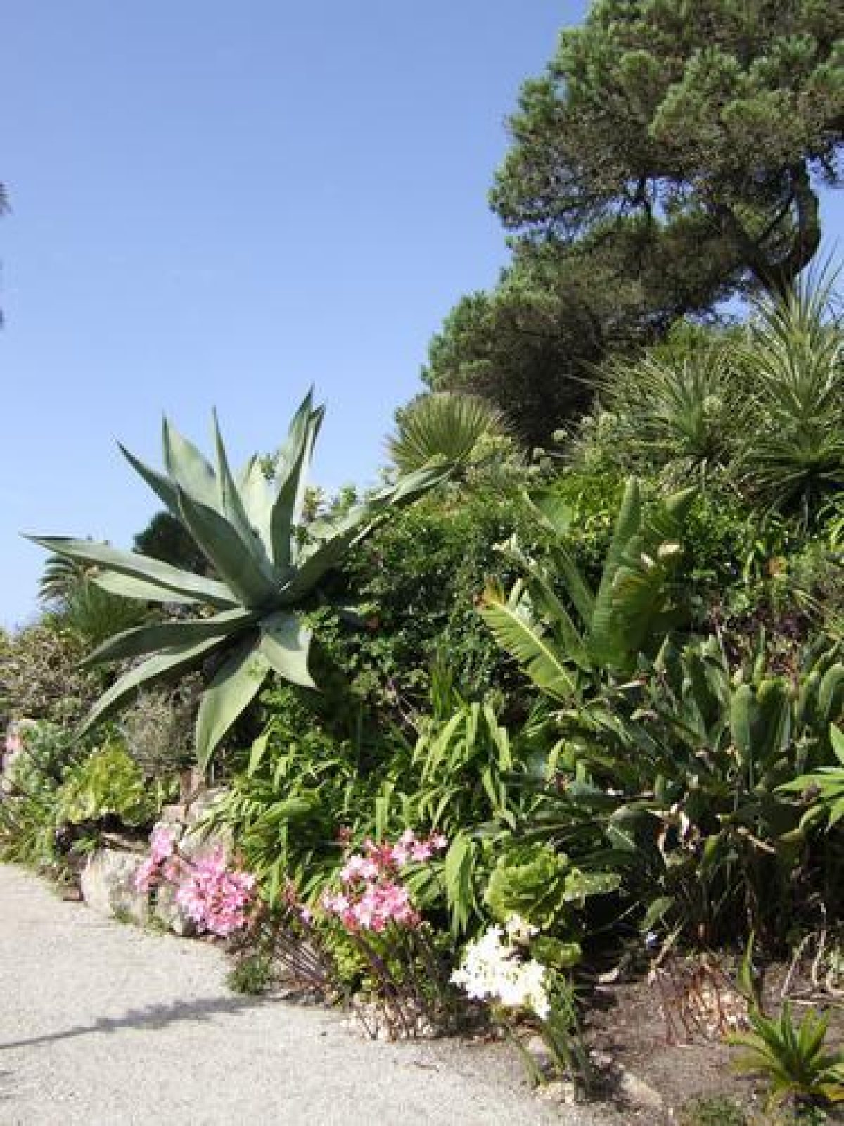 Pgds 20080722 162014 Tresco0004