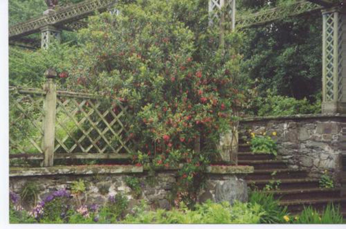 Pgds 20081127 142412 Crinodendron On Trellis Near The Pin Mill Bodnant Wales1993