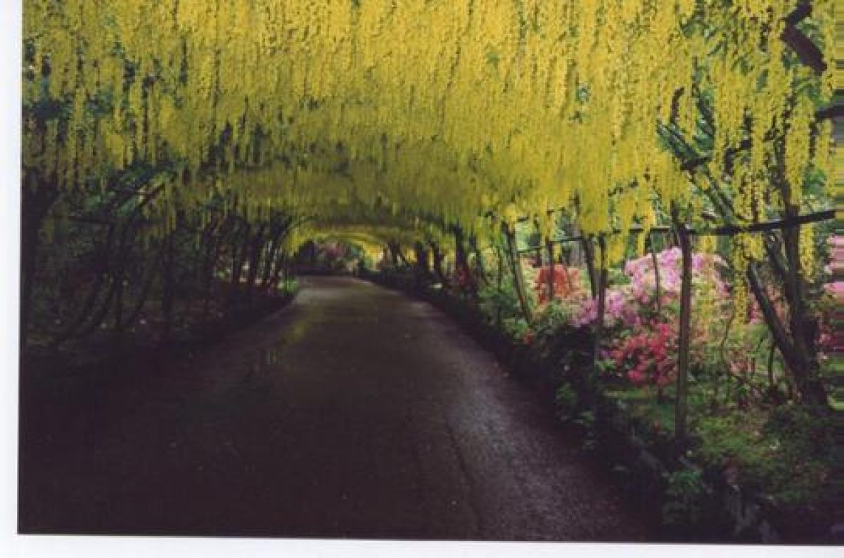 Pgds 20081127 143127 Laburnam Arch In May Bodnant Wales1993