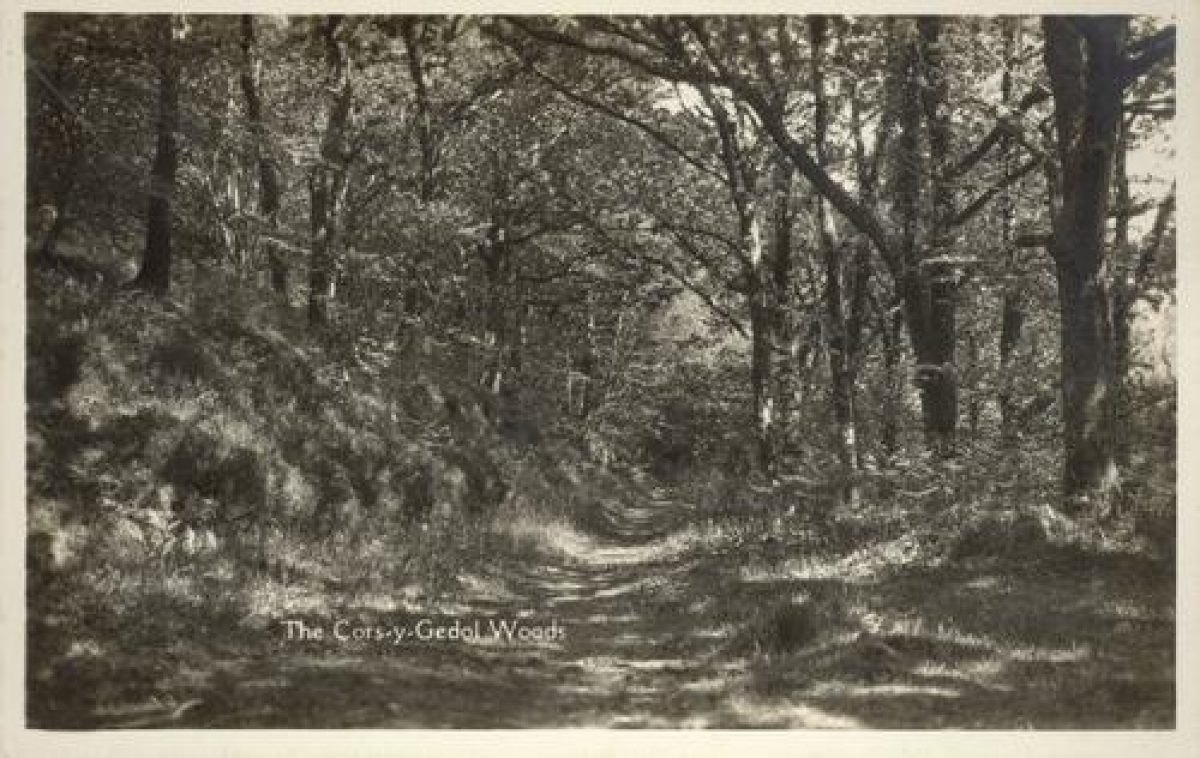 Pgds 20090210 161515 Corsygedol 14 Crop