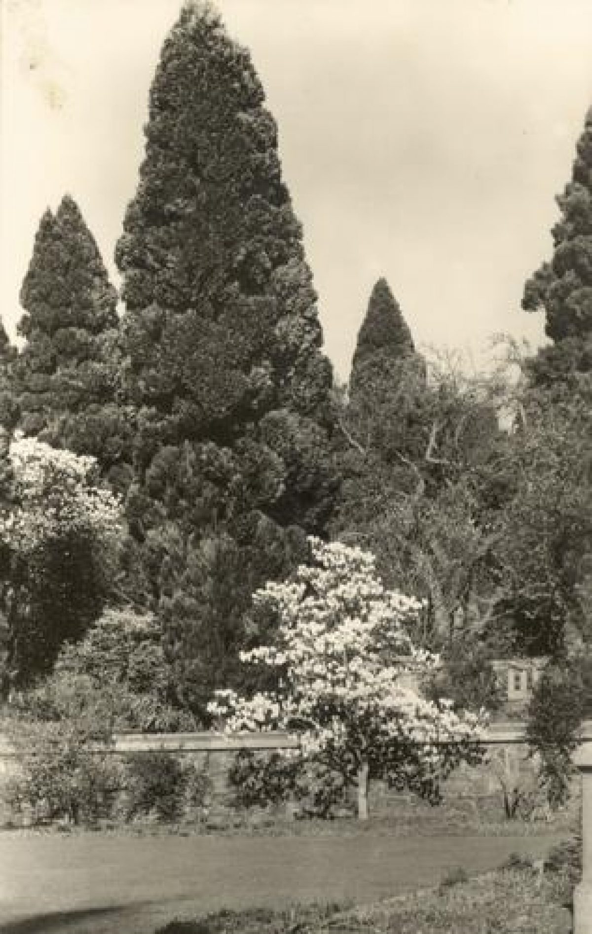 Pgds 20100119 204150 Bodnant35