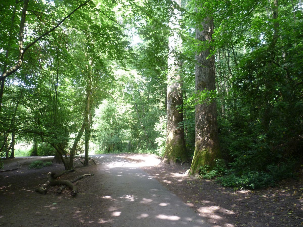 Pgds 20130718 193840 Specimen Trees