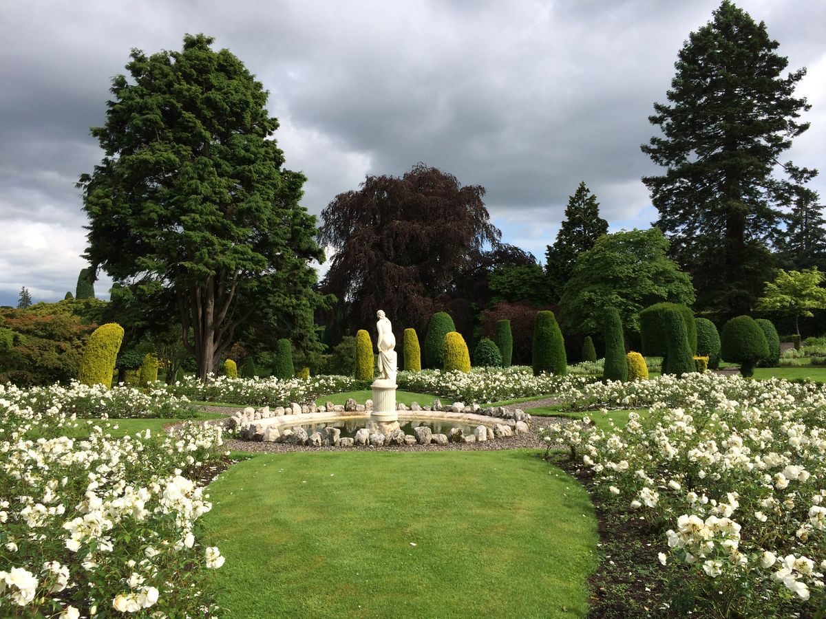 Pgds 20140802 163019 Lower Terrace Upper Area Iceberg Roses