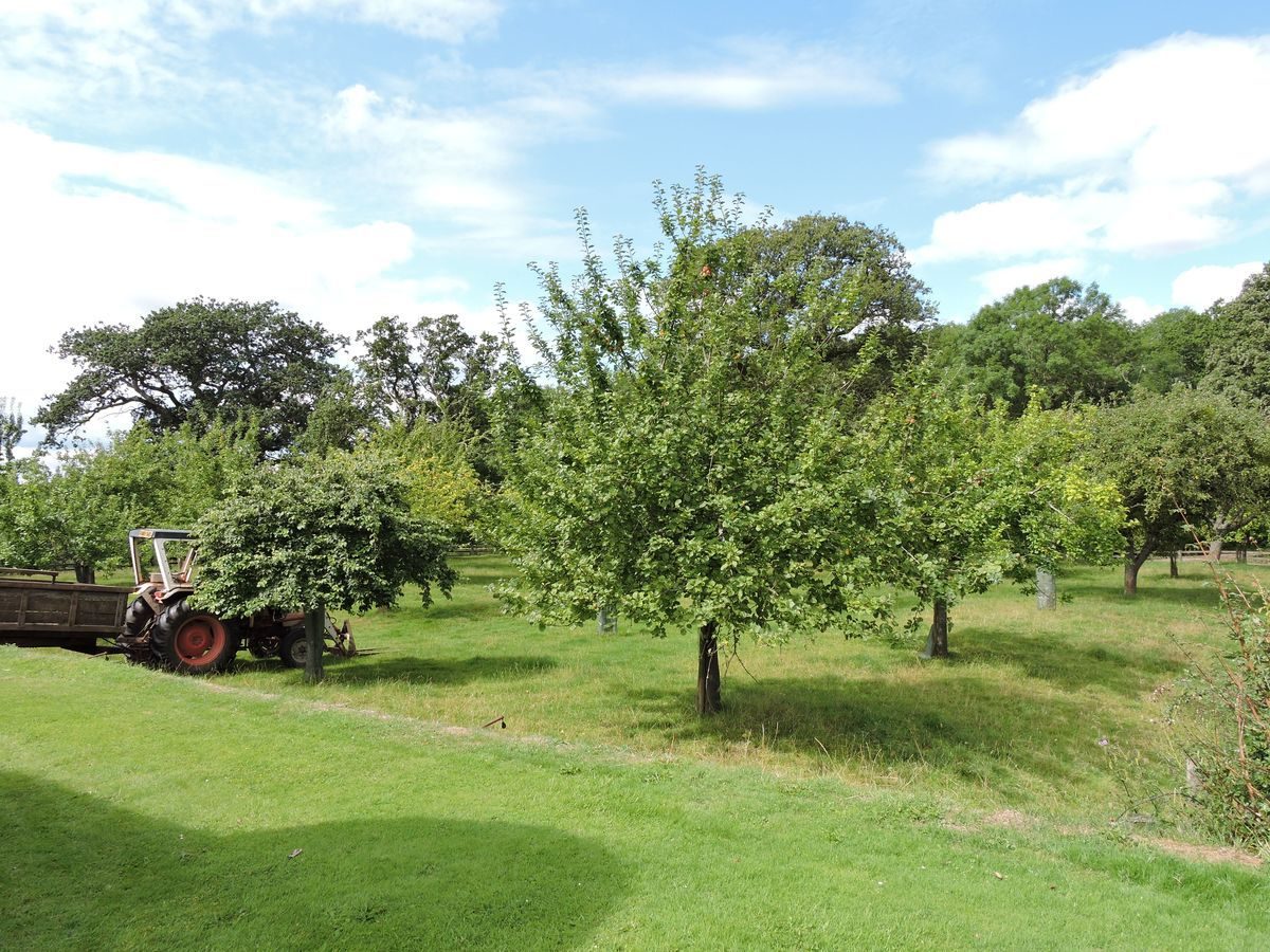 Pgds 20140822 200319 Treowen Orchard