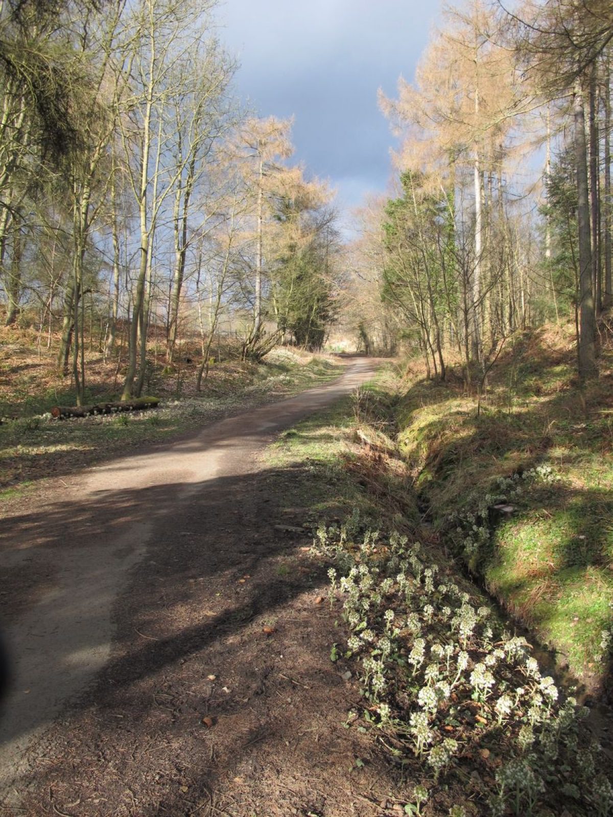 Pgds 20141010 152054 Valleyfield Woodland Drive