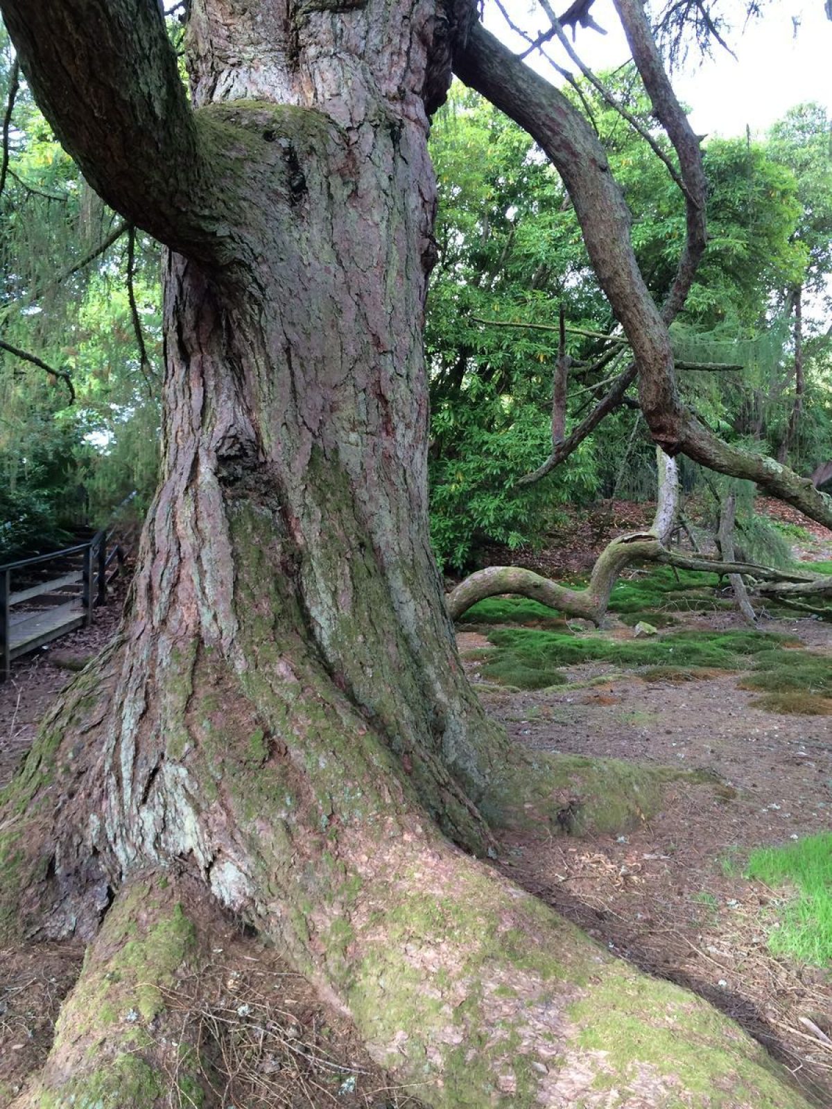 Pgds 20150126 152253 Kelburn Castle Weeping Larch