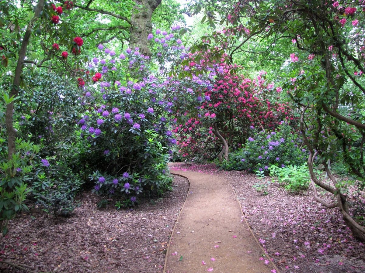 Pgds 20150702 145004 Rhododendrons At Lily Hill Park