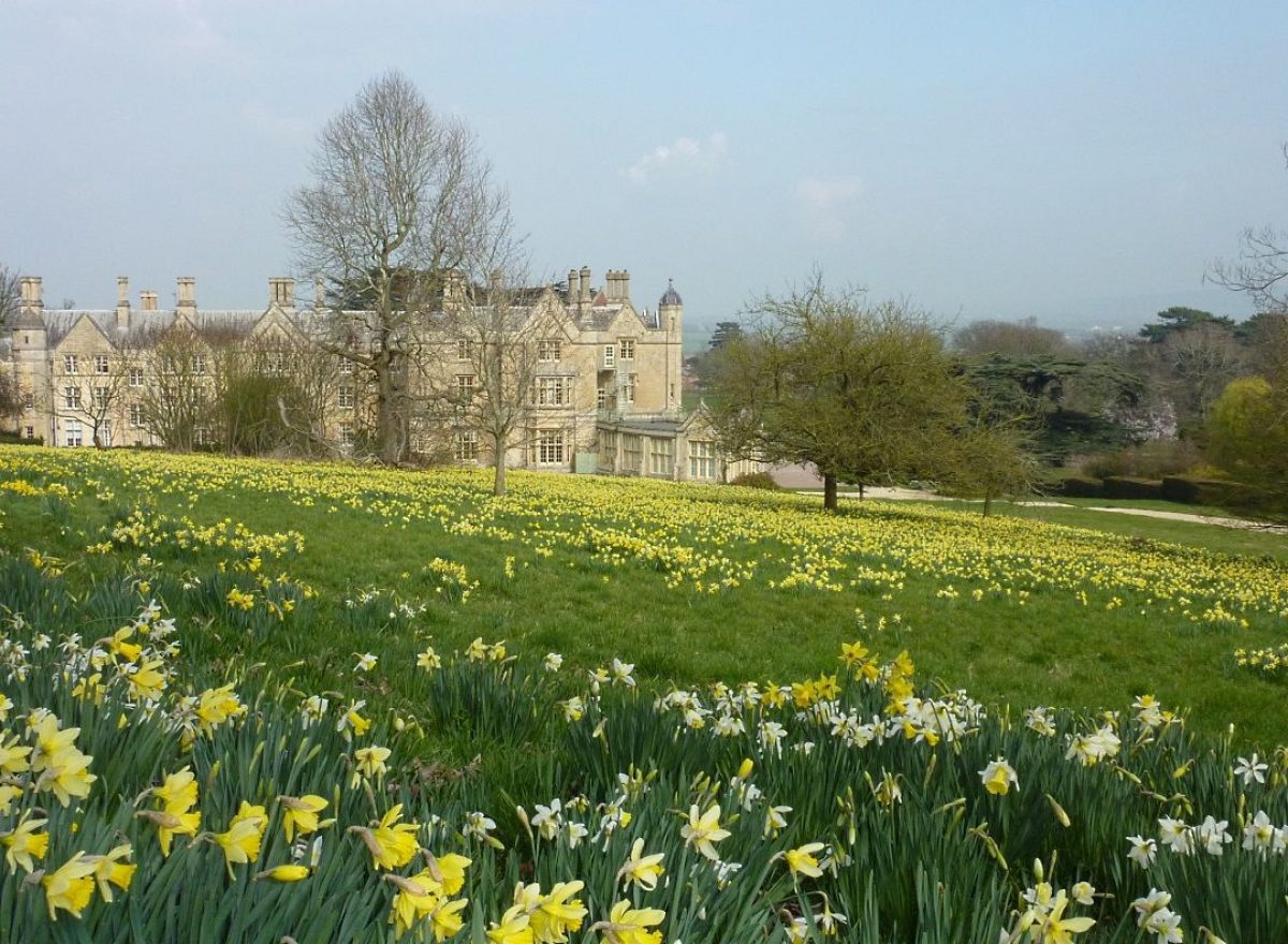Pgds 20150823 145057 A Picture By Simon Kelly 16 Daffodils At Dumbleton Hall