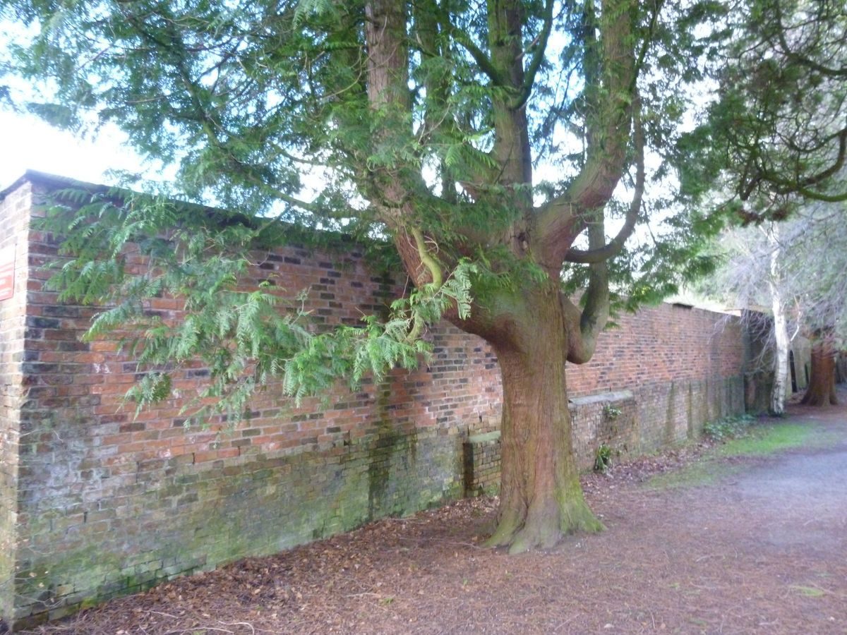 Pgds 20160213 131005 Walled Garden And Mature Tree Next To Lily Pond