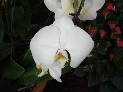 Pgds 20080312 161159 White Orchid Single Bloom