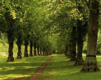 Pgds 20080517 133928 Clumber Park  Ntpl 123372